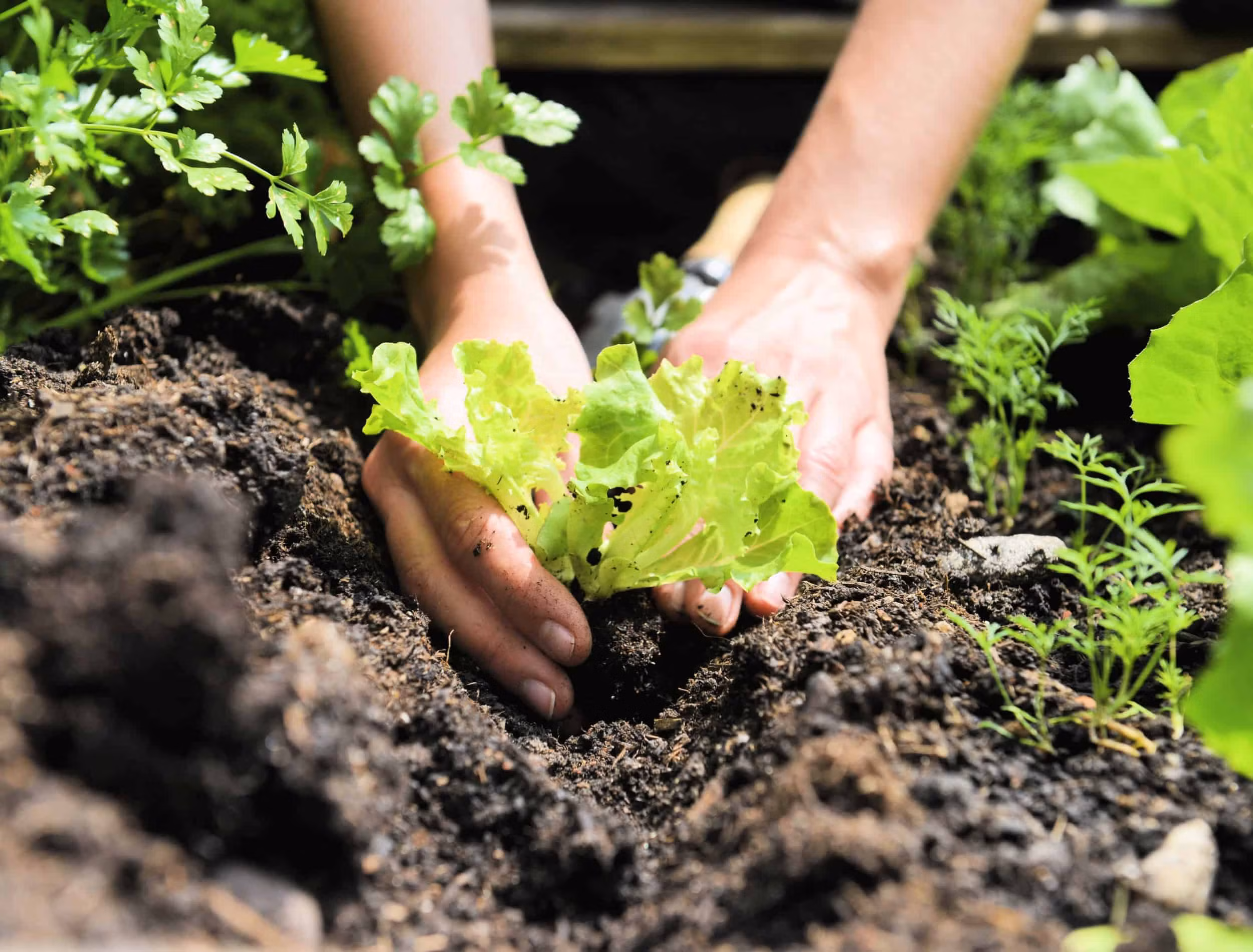 Agrivyn Vermicompost